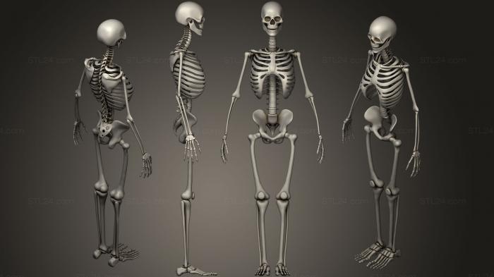 Скелет взрослого Мужчины